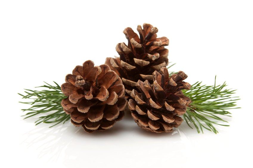 The Secret Life of Pine Cones - Ypsilanti District Library